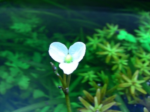Vallisneria nana flower